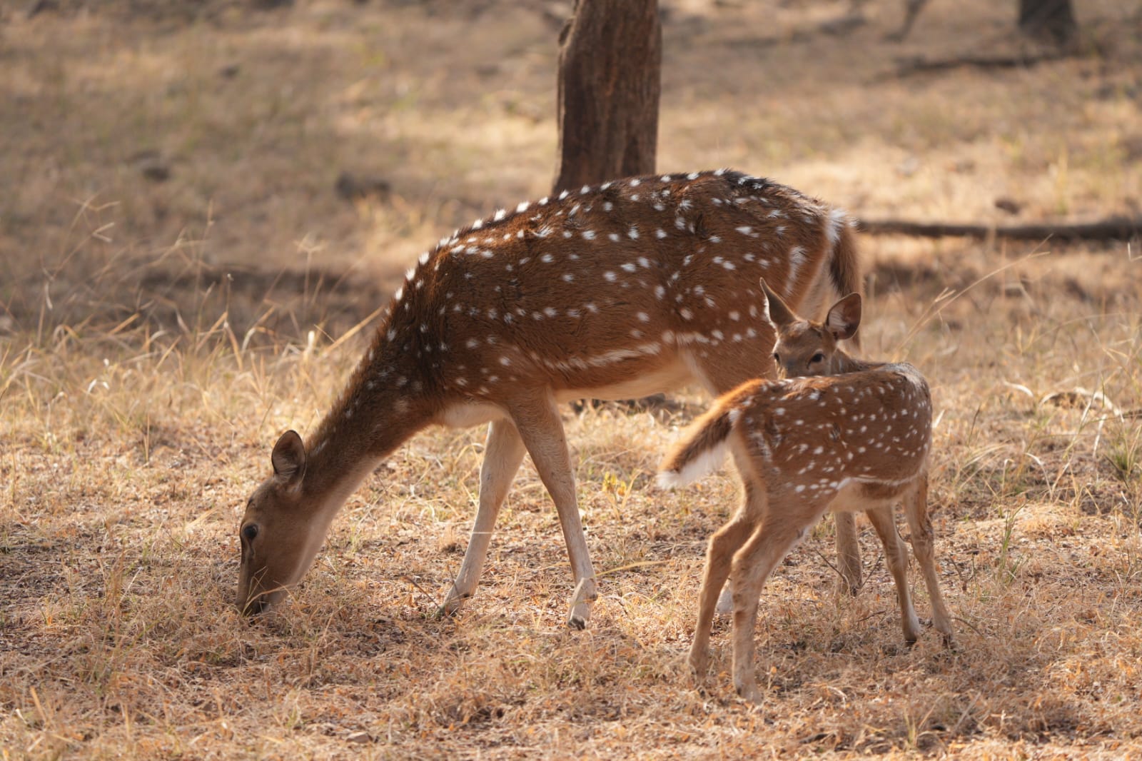 Spotted Deer in Ranthambore